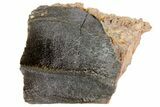 Rooted Triceratops Tooth - South Dakota #73877-3